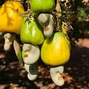 Raw Cashew Nuts