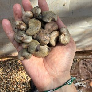 Raw Cashew Nuts