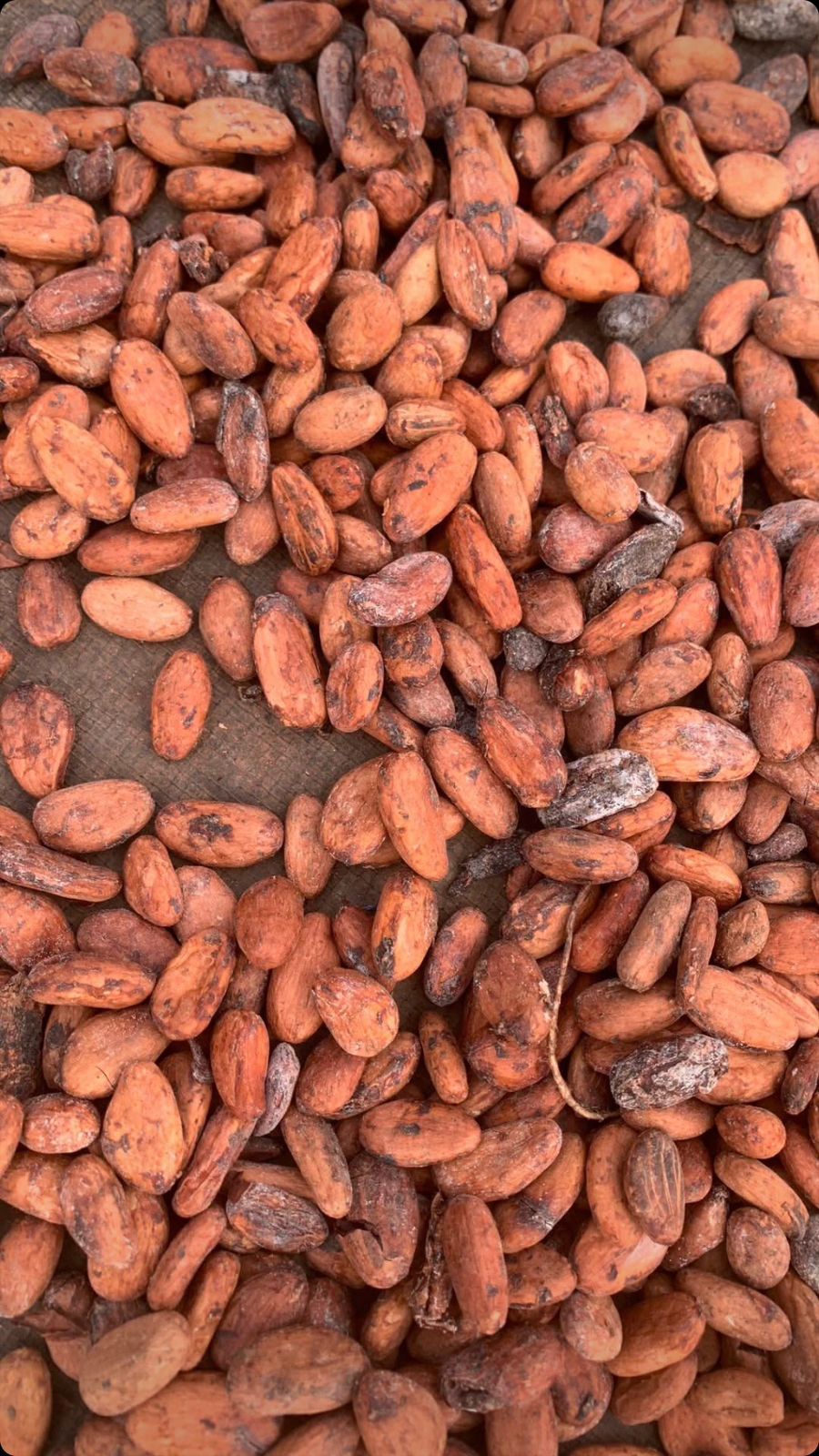 Premium Commodities