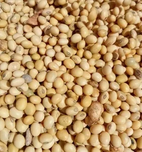 Soya Bean